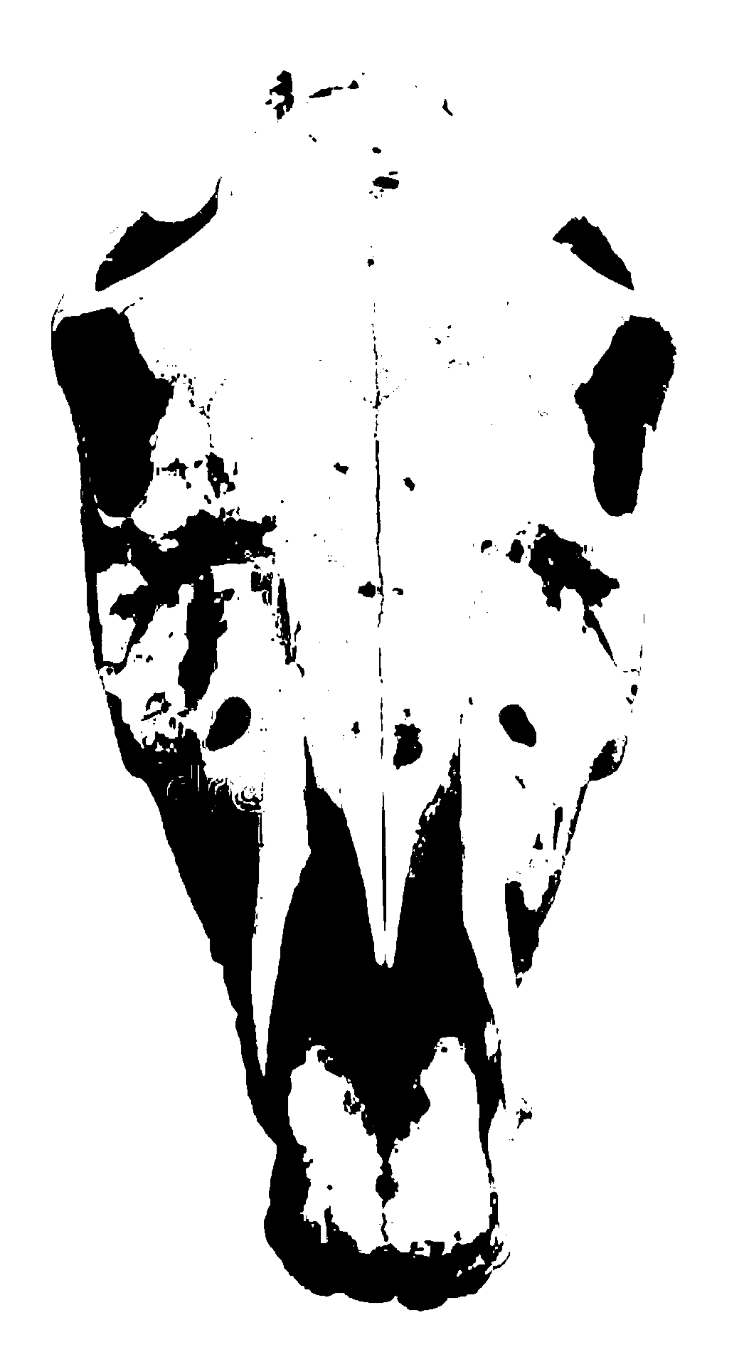 skull