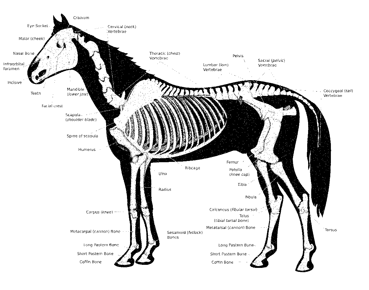 skull